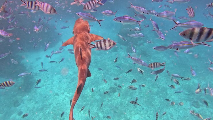 Snorkeling con squali pinna bianca del reef nelle acque cristalline delle Fiji