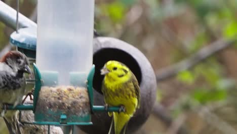 hand-held shot of a yellowhammer and small birds eating the seeds from the bird feeder