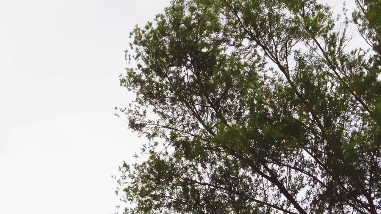 가을 에 바람 에 흔들리는 나무 가지 들