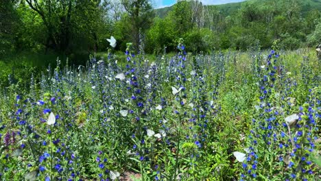 a vibrant meadow blooming with colorful flowers under a clear blue sky surrounded by lush greenery, capturing the beauty of nature's springtime blossoms