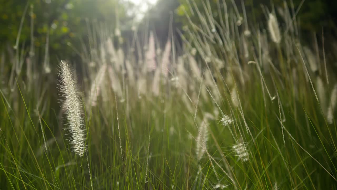Gentle breeze through grass in Marrakesh under warm sunlight