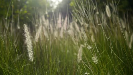 gentle breeze through grass in marrakesh under warm sunlight