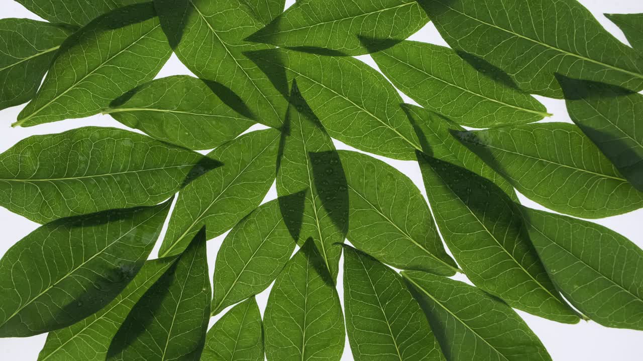 las gotas de lluvia caen sobre hojas transparentes con venas sobre un fondo blanco.