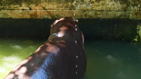 hipopótamo pigmeo nadando en un recinto del zoológico