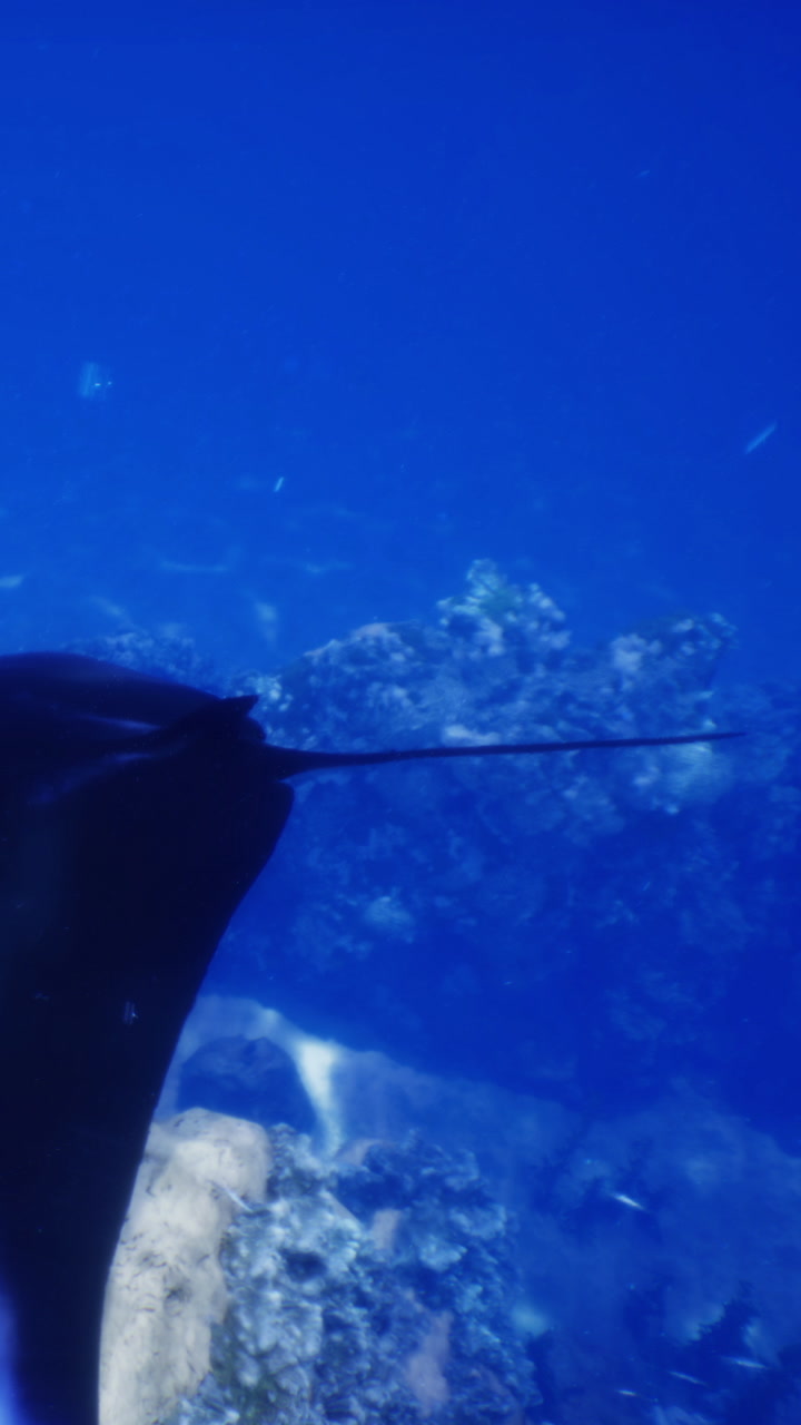 Diving expedition reveals a manta ray swimming near a coral reef