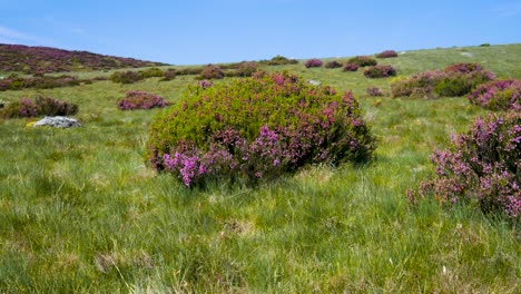 purple and yellow flowered bushes on grassy hillside in mountains of zamora spain