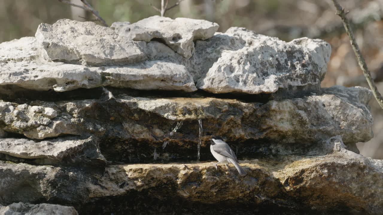 Carolina Chickadee drinking from a stream and flying away - Poecile carolinensis