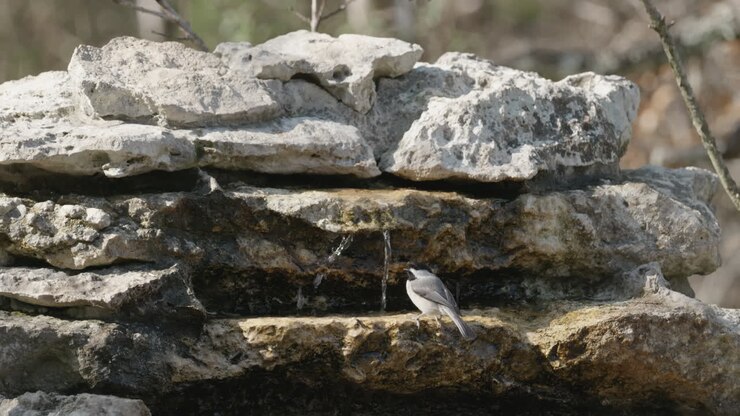 Carolina Chickadee drinking from a stream and flying away - Poecile carolinensis