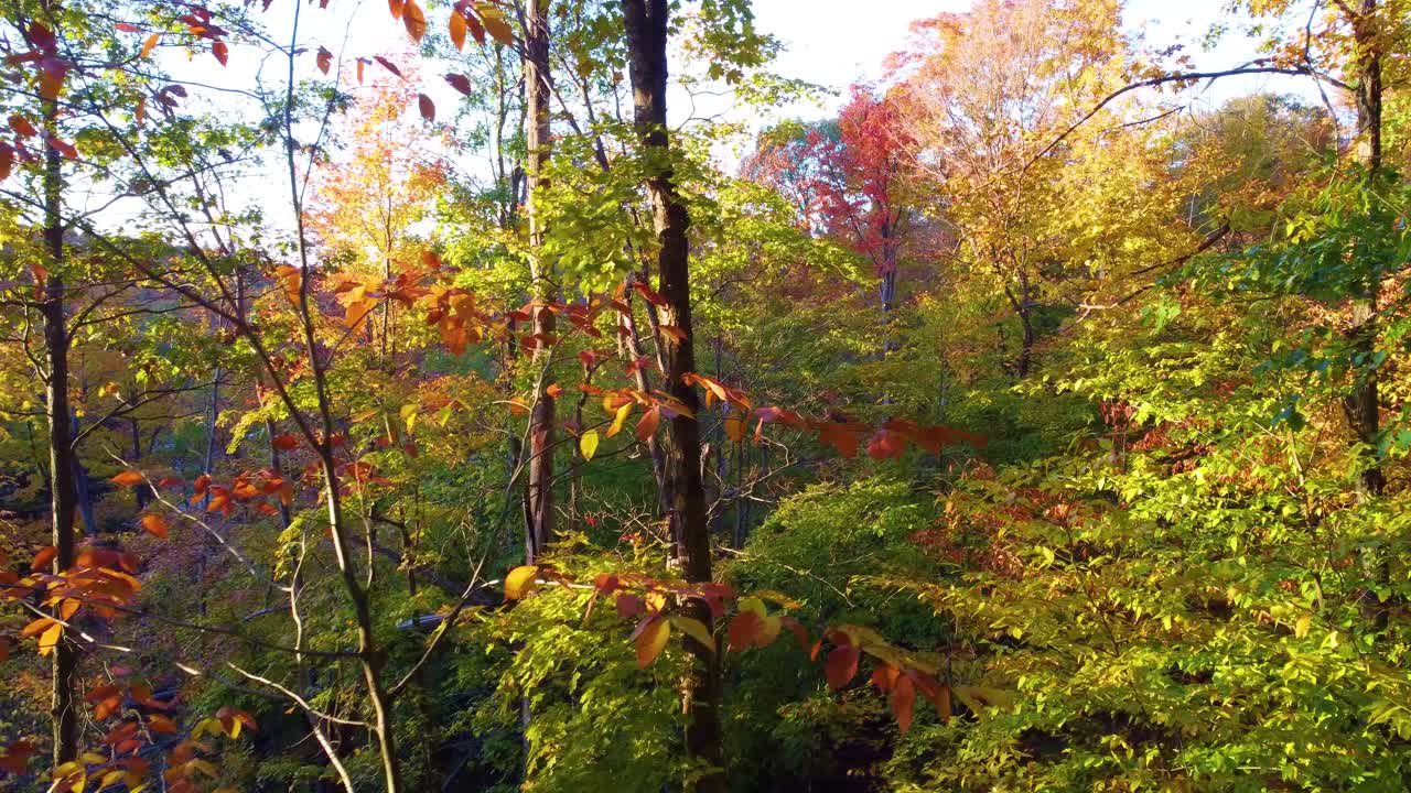 From Shadows to Sunlight in Bright Autumn Forest in Canada, Aerial