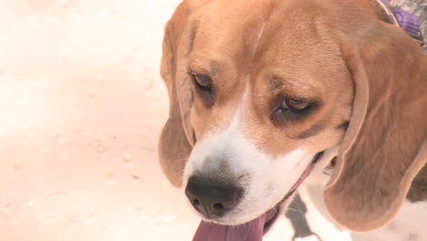 beagle dog close-up