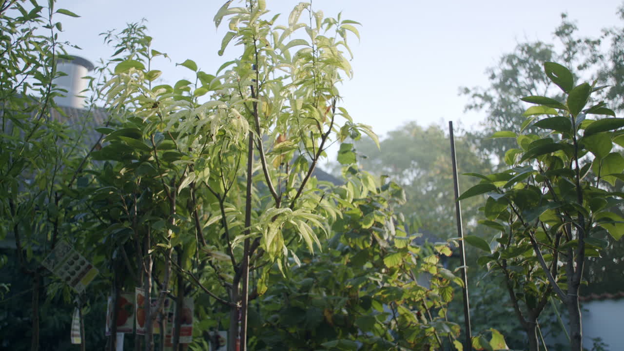 A slow move in dolly shot of mixed plants at a plant shop at sunrise
