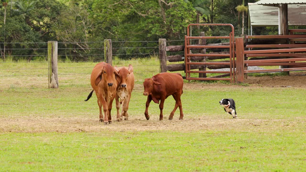 A cattle dog skillfully herds cows in a rural Australian setting. Natural lighting highlights the dynamic interaction and pastoral environment