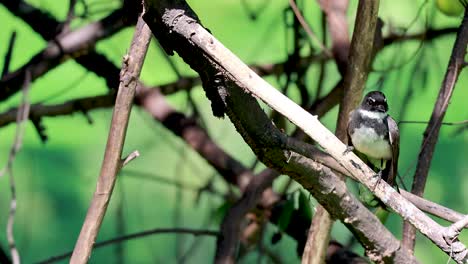 pájaro posado en las ramas en la vegetación exuberante