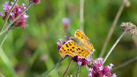 Polygonia-C-aureum-O-Mariposa-Coma-Asiática-Posada-Alimentándose-De-La-Flor-De-Verbena-Purpletop-En-El-Parque-Ecológico-Gaetgol,-Corea-Del-Sur