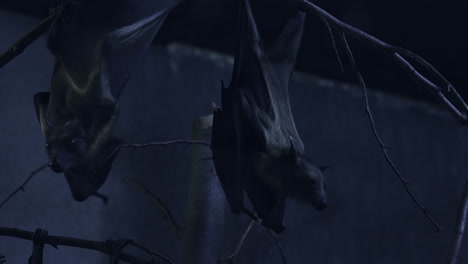 moonlit fruit bats hanging upside down