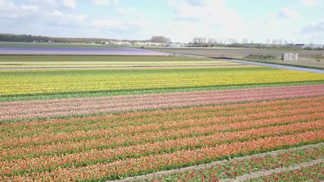 increíble vista de los campos de tulipanes en holanda en 4k