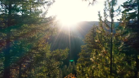 flying through the trees into the setting sun