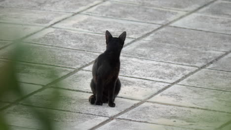 black stray cat in the street