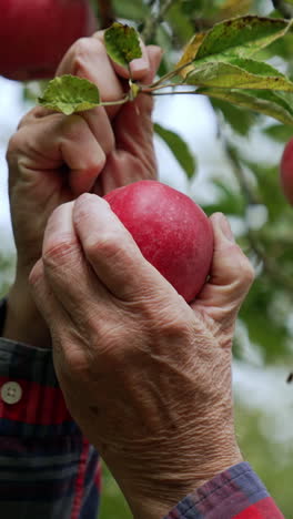 beautiful red ripe apples hang on the tree branch. old farmer picks the fruit from the tree. blurred backdrop. vertical video