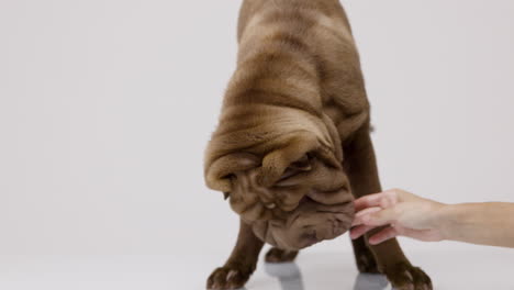 shar pei cachorro de perro acostado contra un fondo blanco