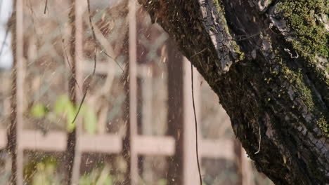 Slow-Motion-Shot-Of-Big-Log-of-Cutted-Tree-By-Chainsaw-On-Working-Outdoors