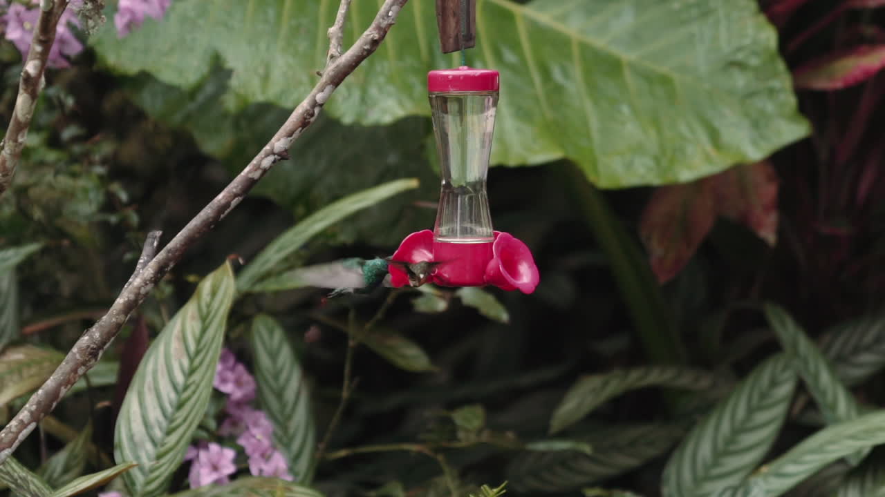 colibrí alimentándose de un comedero en los jardines de mindo ecuador