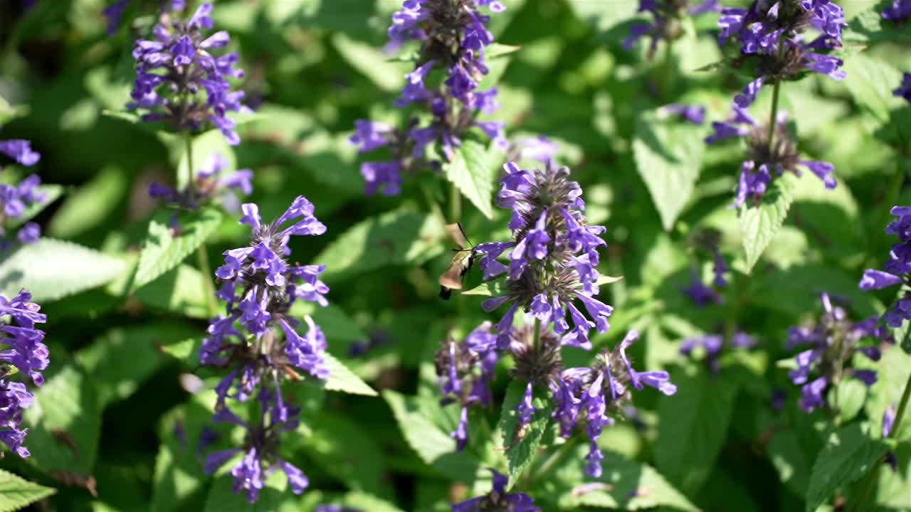 다리, 패들보드, 전면, 흐릿한 배경, 호수 날, 바다, 놀이, 텍스트 공간, 복사 공간, 개방된 공간, 필드 깊이, 바물, 빛 날, 휴식, 행복, 놀, 느린 동작, 진정, 꿈