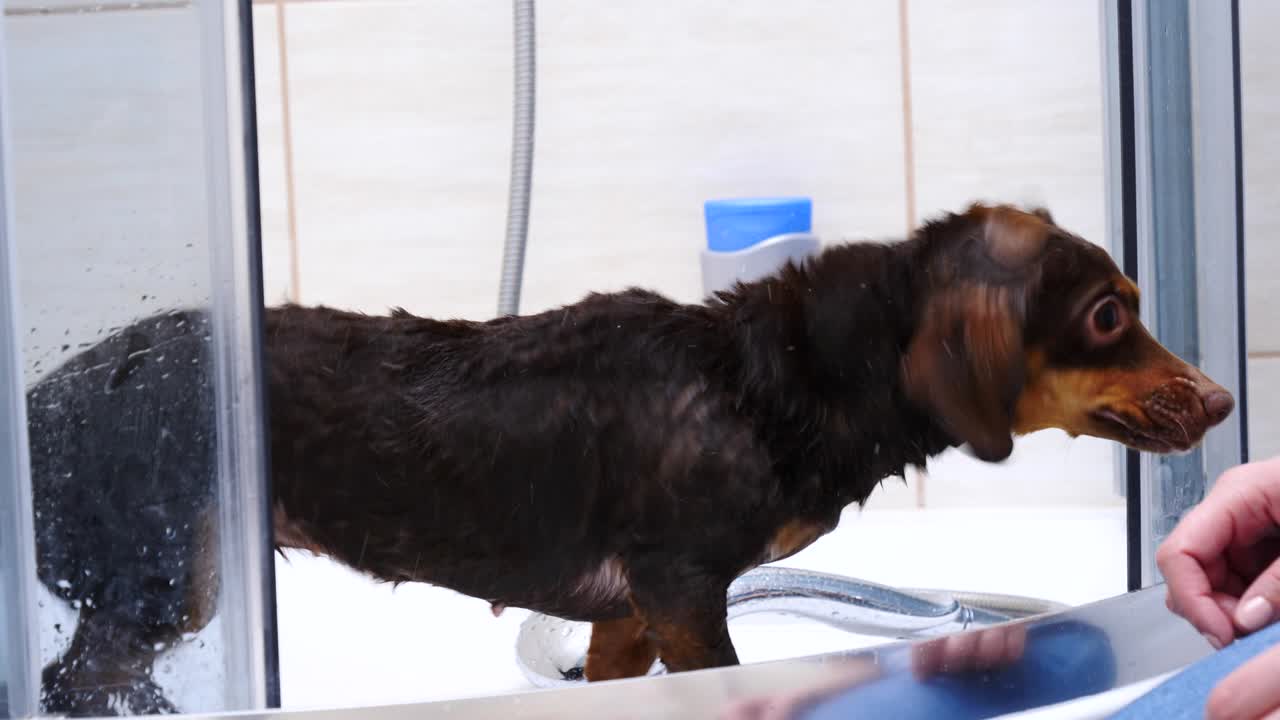 daschund después del baño sacudiendo el agua