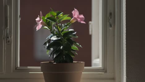 blooming potted flower standing on windowsill in front of open window