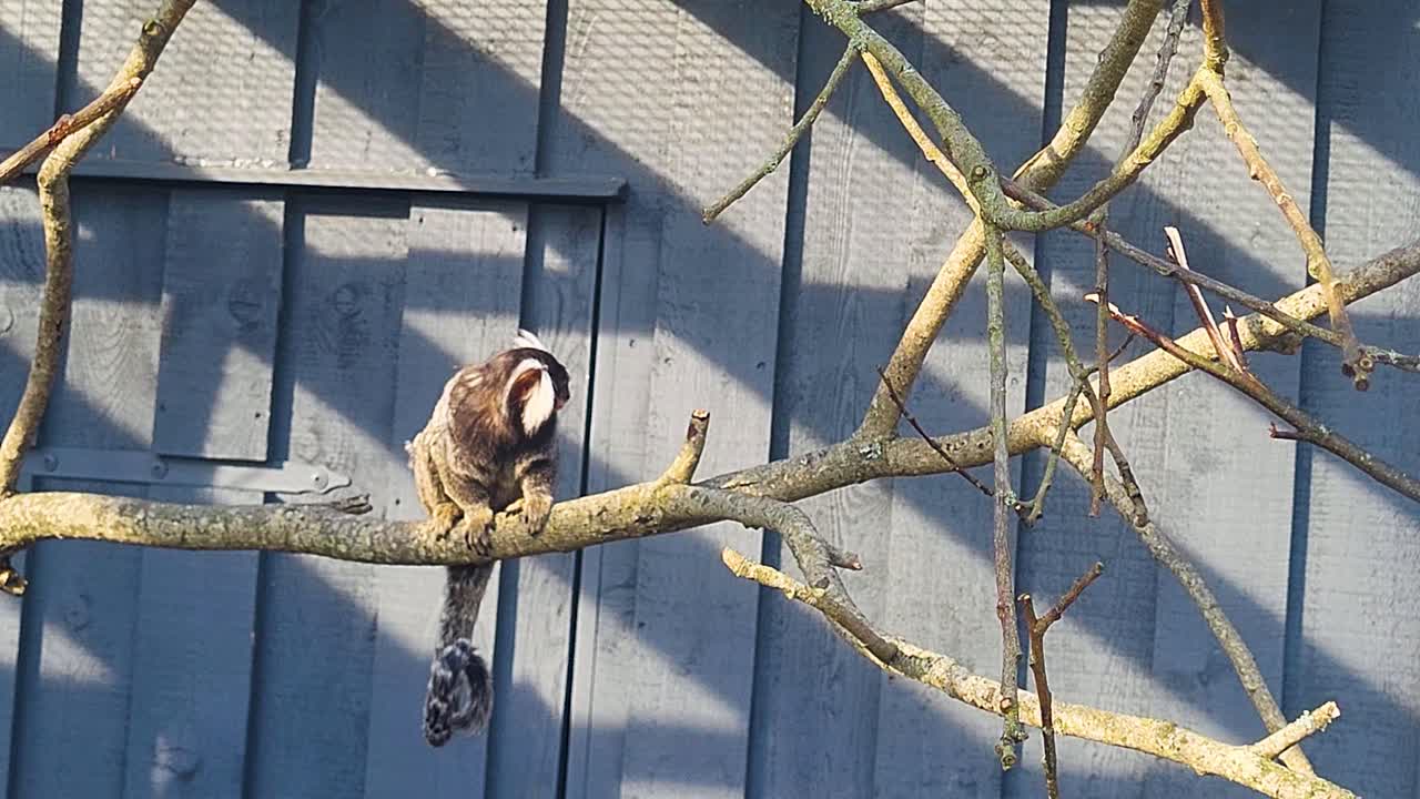Marmoset monkey sitting on tree branch with grey wall background, small exotic primate in natural habitat, tropical wildlife closeup footage, adorable monkey resting outdoors in jungle environment