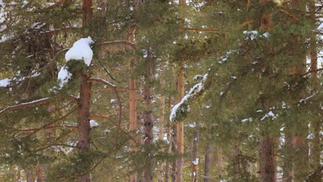 降雪の背景に木の枝。冬の風景に落ちる雪の結晶。