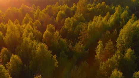 Beautiful-Aerial-View-of-Treetops-During-Sunset,-Moving-Forward-Pedestal-Down