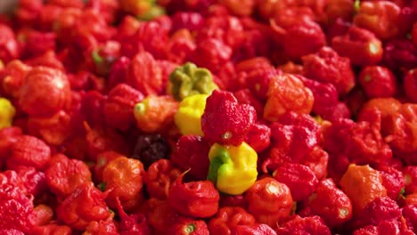 Una-Foto-Reveladora-De-Chiles-Carolina-Reaper-Cosechados-En-Diferentes-Colores