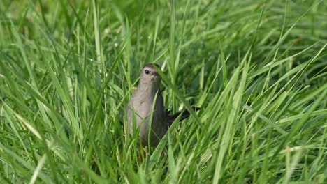 a gray catbird in the grass with an insect in its beak as it searches for food