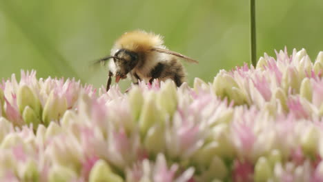 bee looking for nectar on stonecrop flower on sunny day in park garden