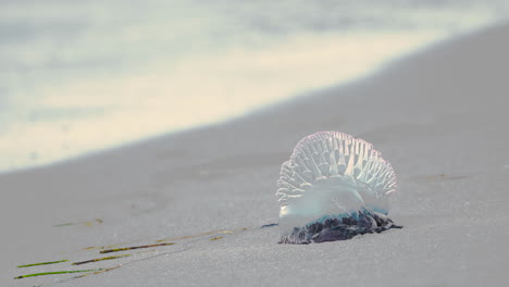 Portugiesischer-Mann-Des-Krieges-Quallen-An-Der-Sandküste-Am-Strand-Mit-Wellen-Im-Hintergrund