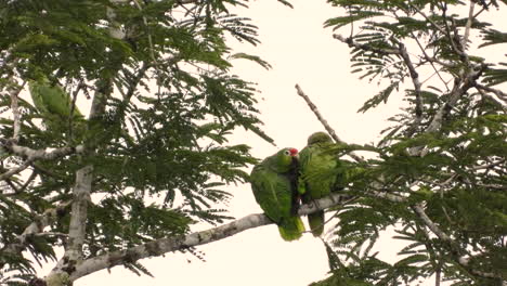 green red-lored amazon bird couple interact tenderly on tree branch