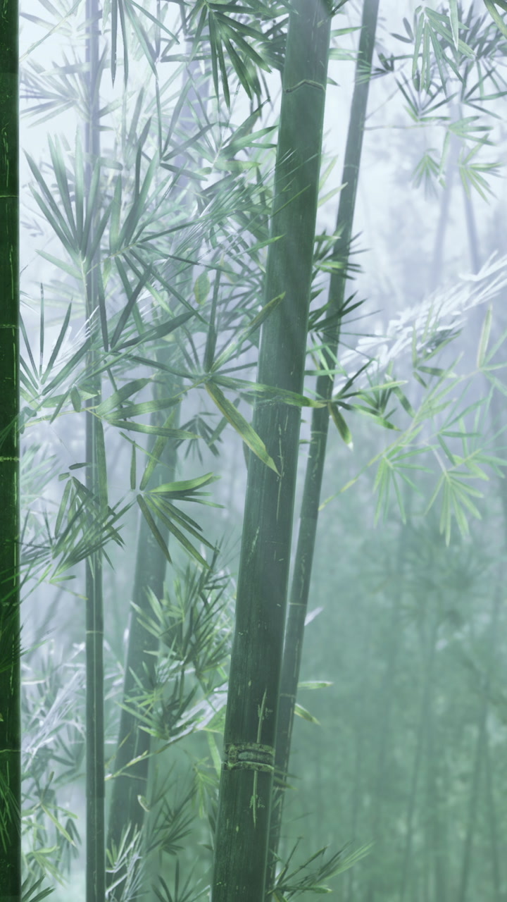 Rain falls on bamboo plants in a dense forest during a misty morning