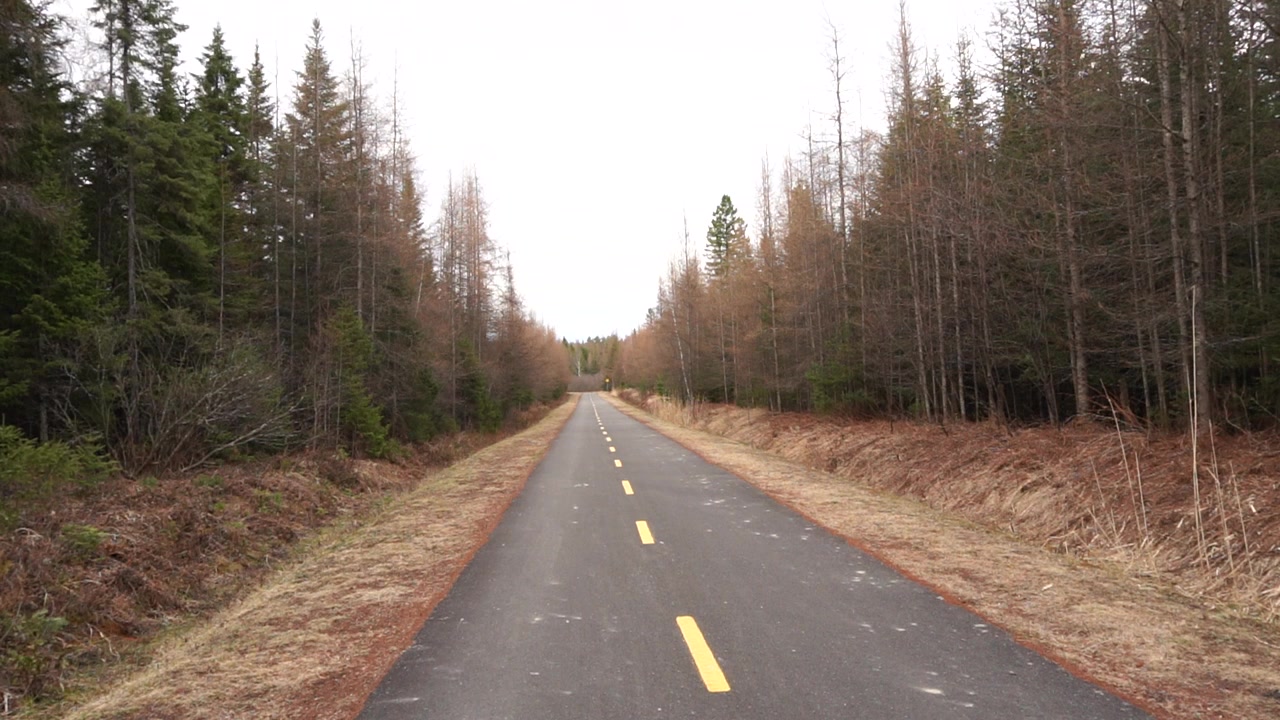 En asfalteret cykelsti med gule vejstriber strækker sig ud i det fjerne, flankeret af tætte stedsegrønne og sovende nåleskovstræer på begge sider i et naturligt, åbent landskab.