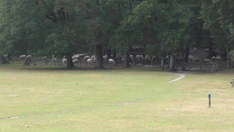 flock of sheep grazing behind the trees at the field on a windy day - wide shot