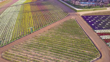 An-vista-aérea-shot-over-a-giant-American-flag-made-of-flowers-3