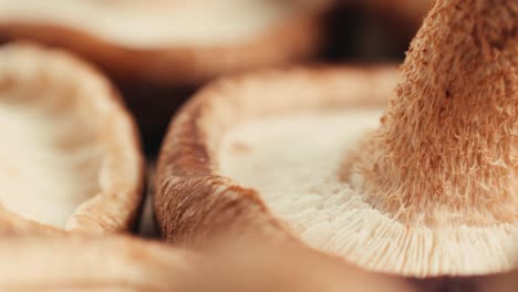 close-up of shiitake mushrooms