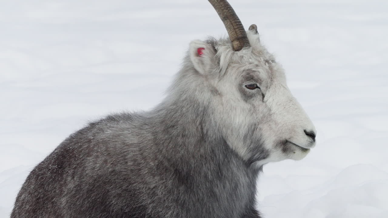 캐나다 유콘 주 화이트호스 의 얼어붙은 경사 에서 쉬고 있는 달 양 들 - 근접