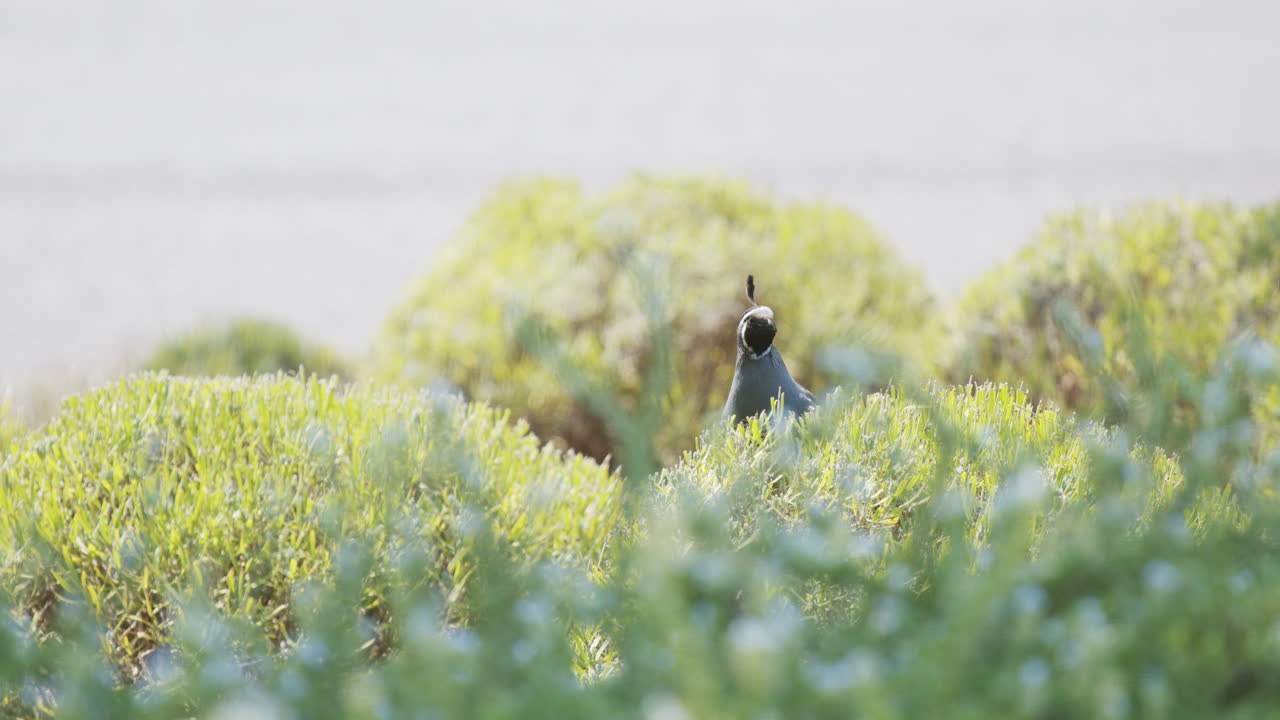 California male quail sitting on a bush in sunlight