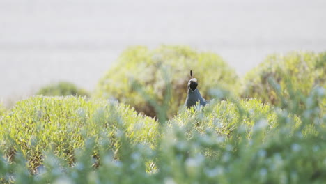 california male quail sitting on a bush in sunlight