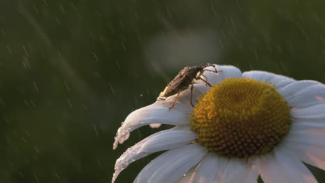 insect on a daisy in the rain