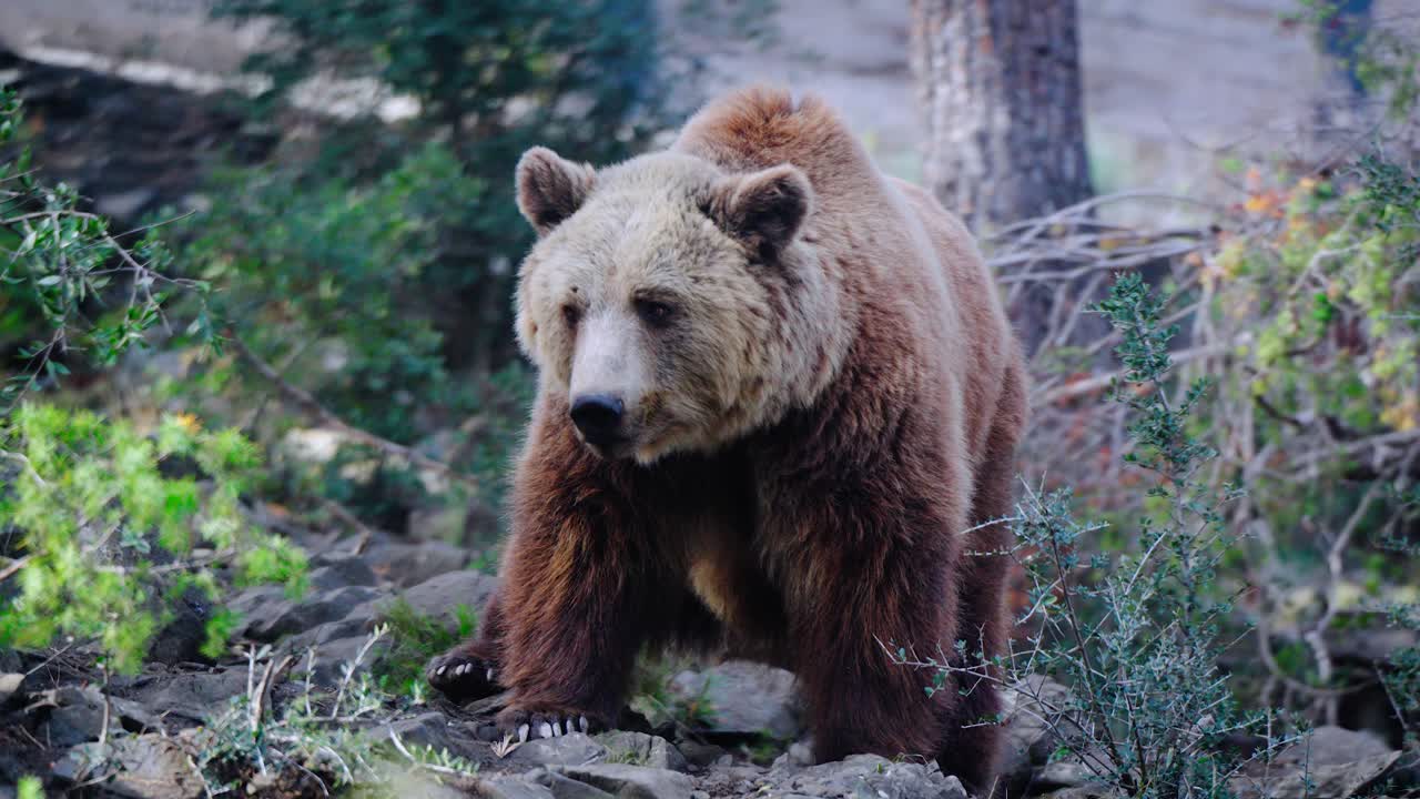 un oso grizzly solitario caminando entre plantas oliendo y buscando comida