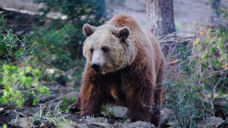 A lone grizzly bear walking among plants smelling and looking for food