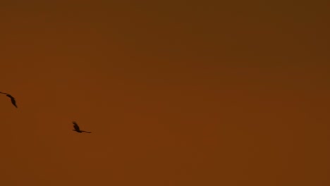 Silhouettenadler-Schweben-über-Der-Farbenfrohen,-Goldorangefarbenen,-Nebligen-Skyline-Bei-Sonnenuntergang