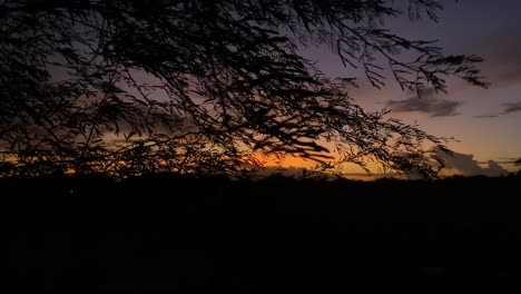 Windy-stormy-night-approaching,-tree-branches-moving-against-orange-dramatic-sky